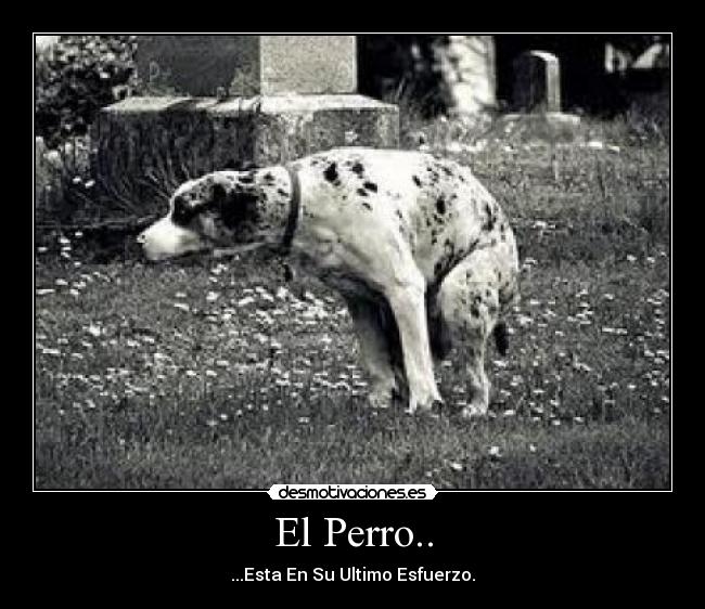 El Perro.. - 