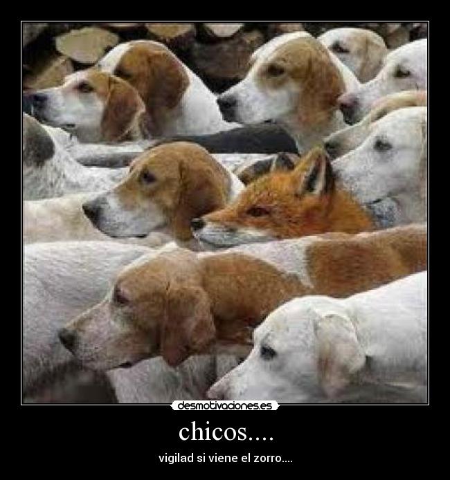 chicos.... - vigilad si viene el zorro....