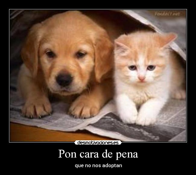 Pon cara de pena - que no nos adoptan