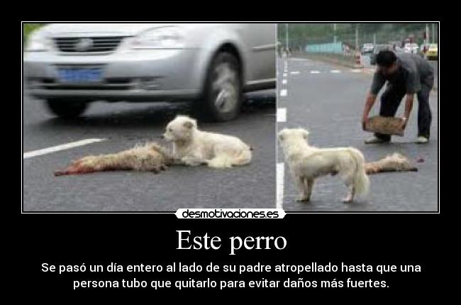 Este perro - 