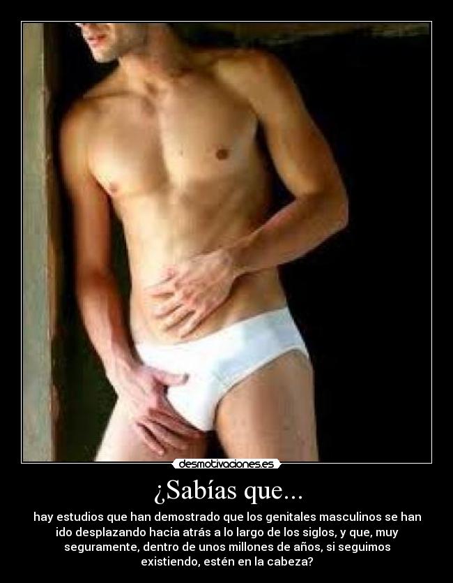 ¿Sabías que... - hay estudios que han demostrado que los genitales masculinos se han
ido desplazando hacia atrás a lo largo de los siglos, y que, muy
seguramente, dentro de unos millones de años, si seguimos
existiendo, estén en la cabeza?
