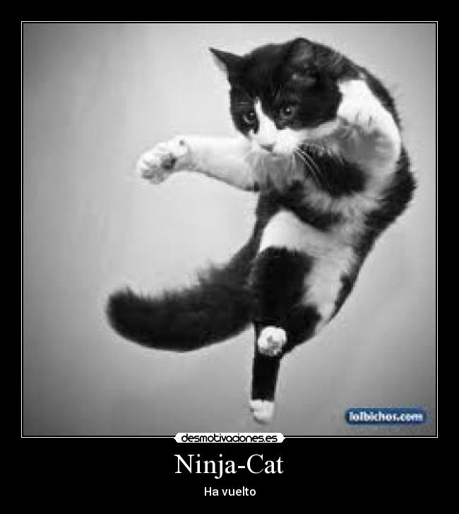 Ninja-Cat - Ha vuelto
