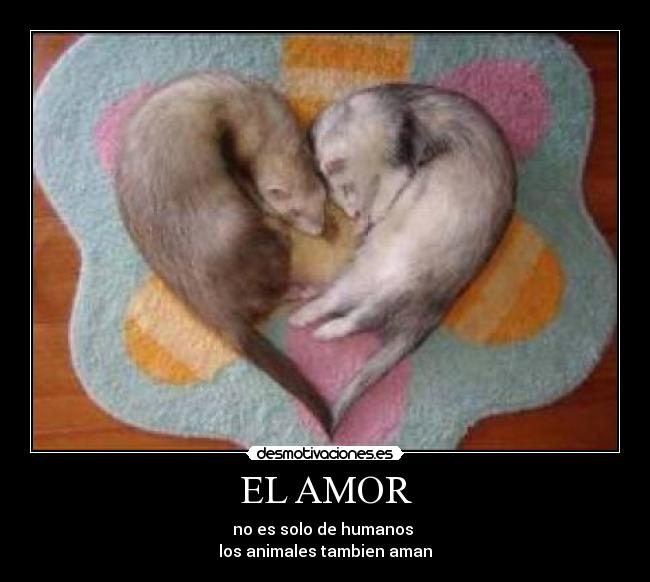 EL AMOR - no es solo de humanos 
los animales tambien aman