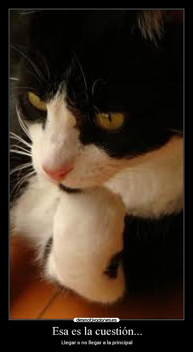 carteles principal desmotivaciones