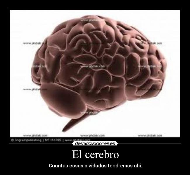 El cerebro - Cuantas cosas olvidadas tendremos ahi.