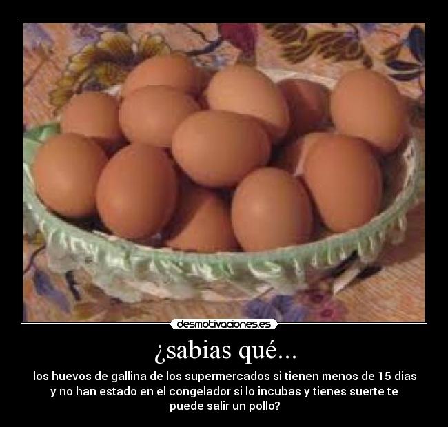 ¿sabias qué... - los huevos de gallina de los supermercados si tienen menos de 15 dias
y no han estado en el congelador si lo incubas y tienes suerte te
puede salir un pollo?