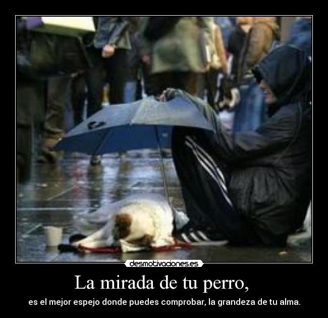 carteles mirada perro desmotivaciones