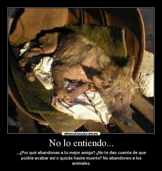 No lo entiendo... - ...¿Por qué abandonas a tu mejor amigo? ¿No te das cuenta de que
podría acabar así o quizás hasta muerto? No abandones a los
animales.