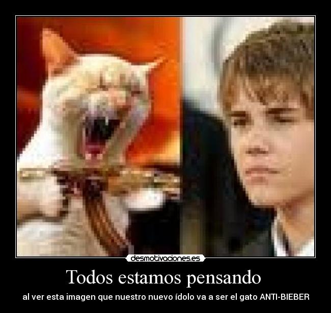 Todos estamos pensando - al ver esta imagen que nuestro nuevo ídolo va a ser el gato ANTI-BIEBER