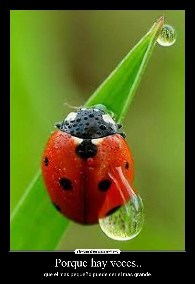 Porque hay veces.. - que el mas pequeño puede ser el mas grande.