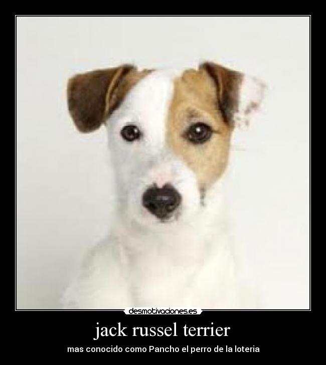jack russel terrier -