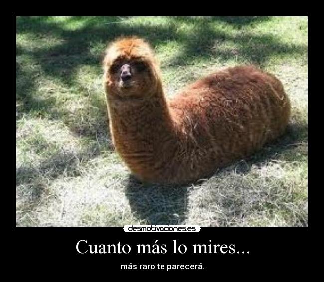 Cuanto más lo mires... - más raro te parecerá.