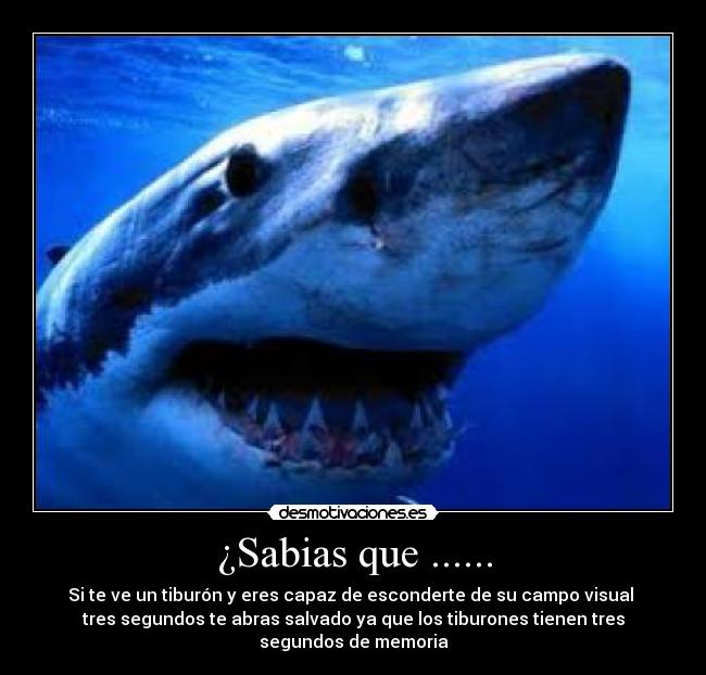 ¿Sabias que ...... - Si te ve un tiburón y eres capaz de esconderte de su campo visual
tres segundos te abras salvado ya que los tiburones tienen tres segundos de memoria