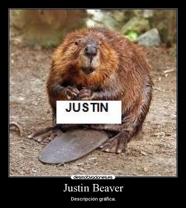 Justin Beaver - Descripción gráfica.