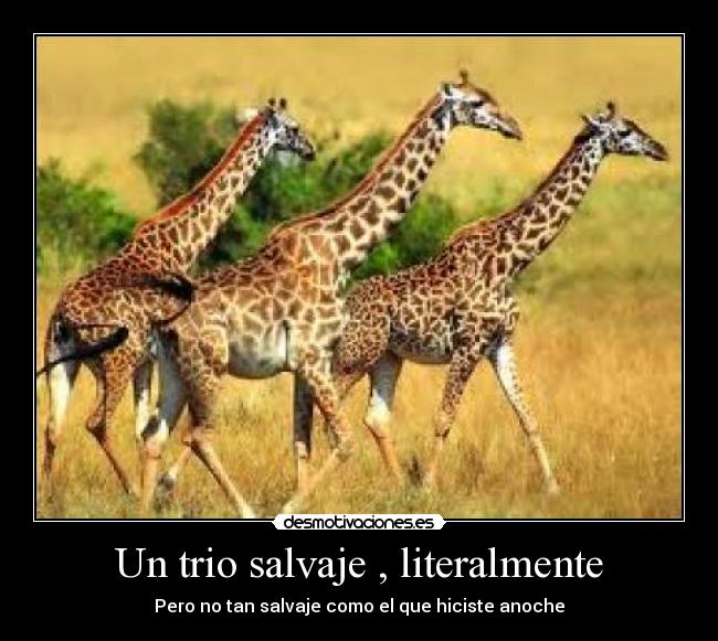 Un trio salvaje , literalmente - 