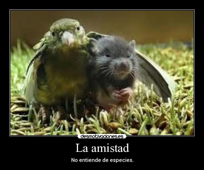 La amistad -