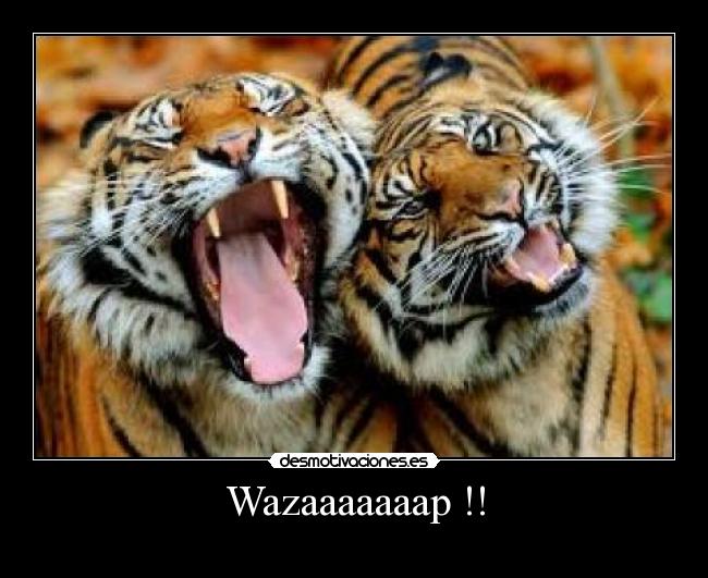 Wazaaaaaaap !! -