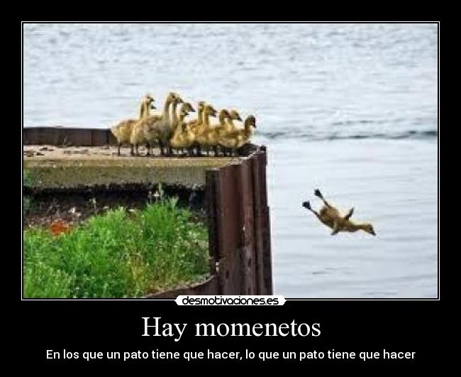Hay momenetos - En los que un pato tiene que hacer, lo que un pato tiene que hacer