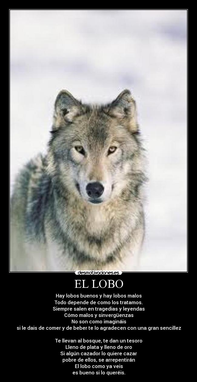 EL LOBO -