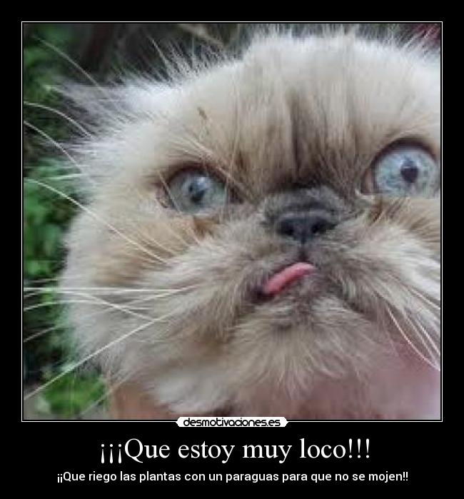 ¡¡¡Que estoy muy loco!!! - ¡¡Que riego las plantas con un paraguas para que no se mojen!!