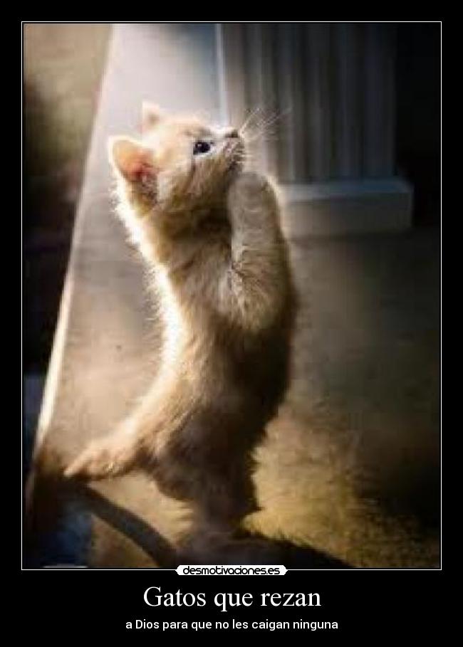 Gatos que rezan - 