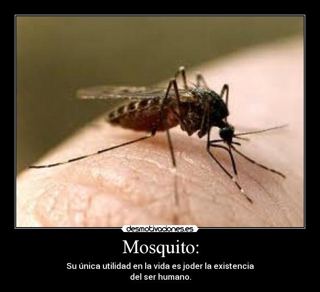 Mosquito: - Su única utilidad en la vida es joder la existencia
del ser humano.
