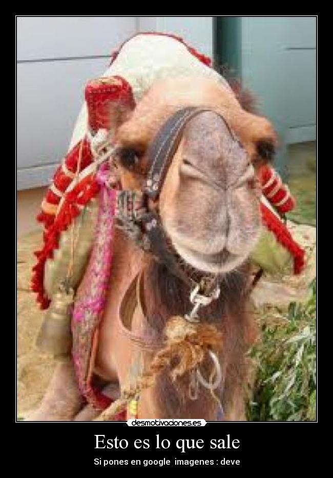 Esto es lo que sale - Si pones en google imagenes : deve