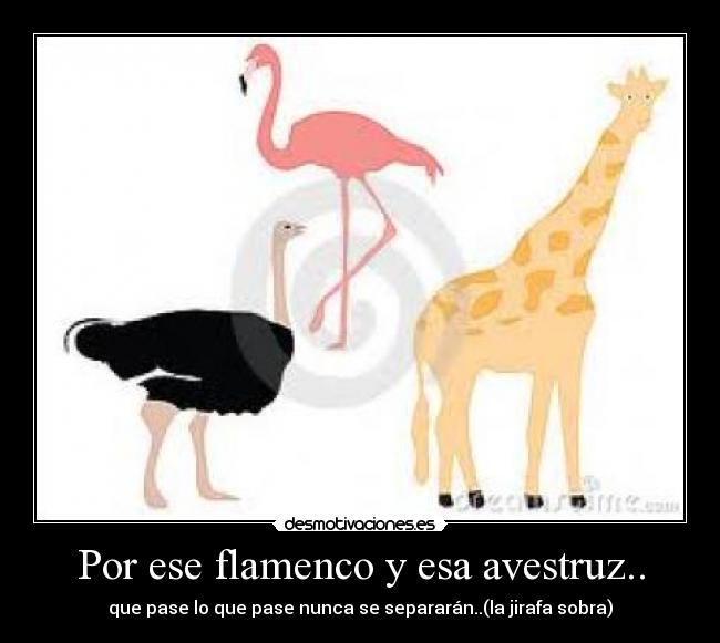 Por ese flamenco y esa avestruz.. - 