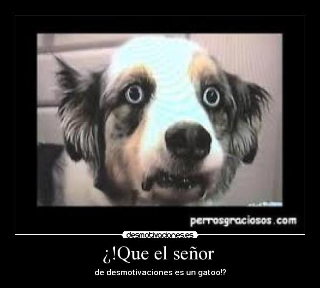 ¿!Que el señor - de desmotivaciones es un gatoo!?