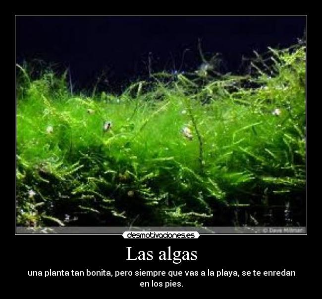 Las algas - 