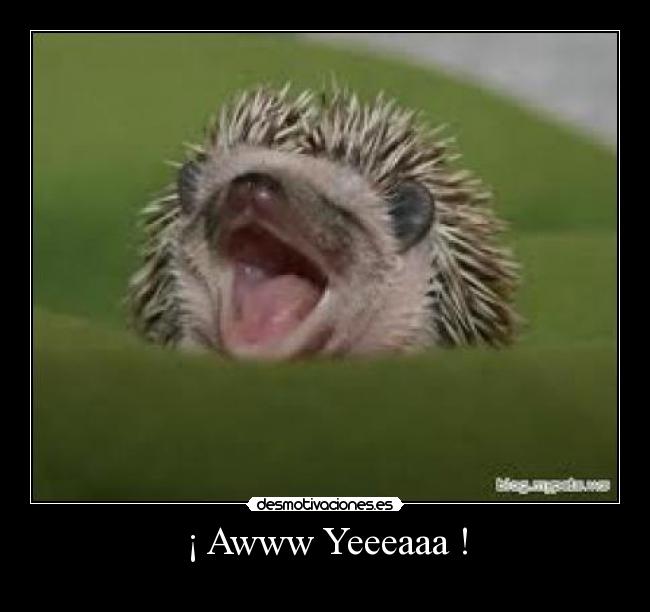 carteles erizo desmotivaciones