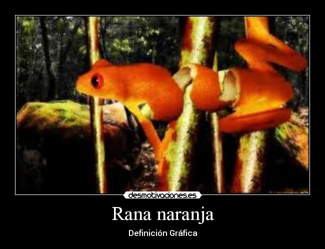 Rana naranja - 