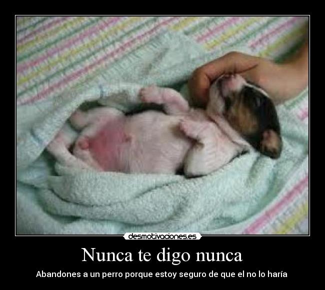 Nunca te digo nunca - Abandones a un perro porque estoy seguro de que el no lo haría