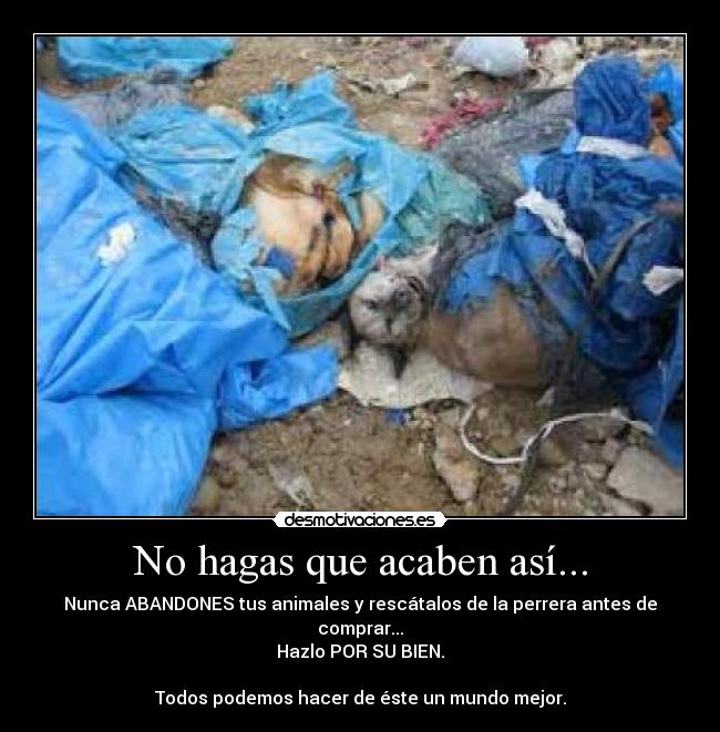 carteles perro abandonar basura pena perrera desmotivaciones