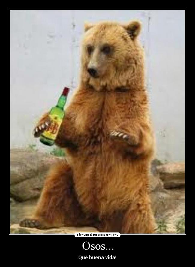 Osos... - 