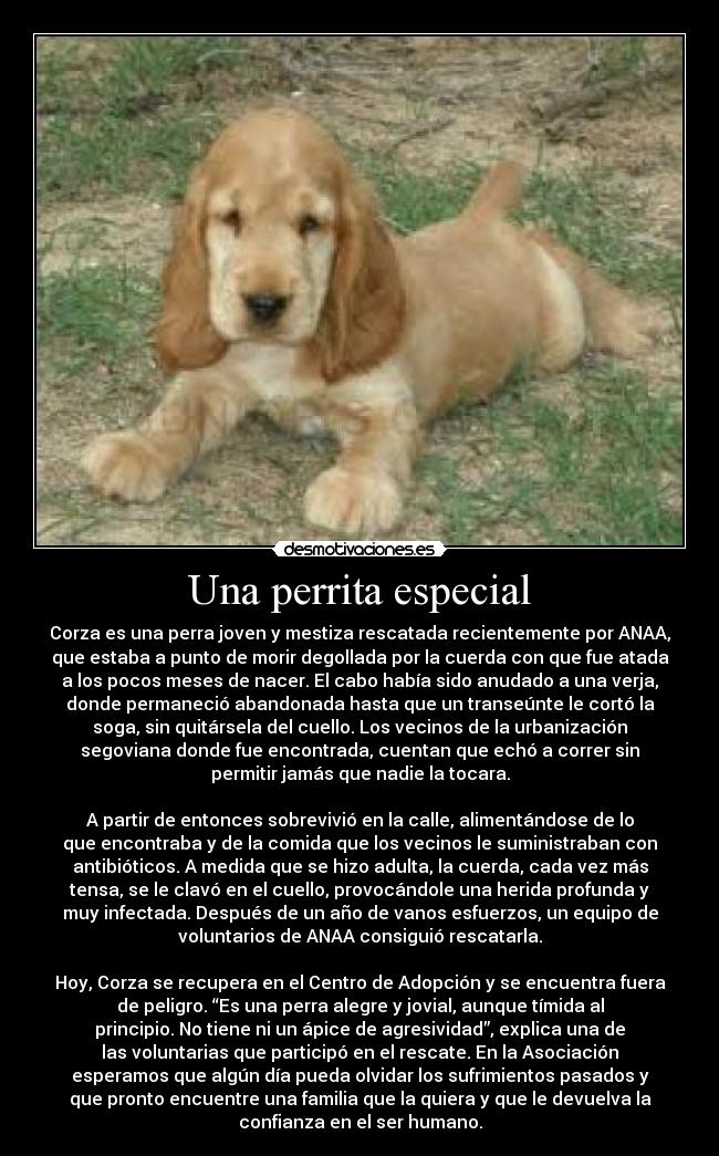 Una perrita especial - Corza es una perra joven y mestiza rescatada recientemente por ANAA,
que estaba a punto de morir degollada por la cuerda con que fue atada
a los pocos meses de nacer. El cabo había sido anudado a una verja,
donde permaneció abandonada hasta que un transeúnte le cortó la
soga, sin quitársela del cuello. Los vecinos de la urbanización
segoviana donde fue encontrada, cuentan que echó a correr sin
permitir jamás que nadie la tocara.
A partir de entonces sobrevivió en la calle, alimentándose de lo
que encontraba y de la comida que los vecinos le suministraban con
antibióticos. A medida que se hizo adulta, la cuerda, cada vez más
tensa, se le clavó en el cuello, provocándole una herida profunda y
muy infectada. Después de un año de vanos esfuerzos, un equipo de
voluntarios de ANAA consiguió rescatarla.
Hoy, Corza se recupera en el Centro de Adopción y se encuentra fuera
de peligro. “Es una perra alegre y jovial, aunque tímida al
principio. No tiene ni un ápice de agresividad”, explica una de
las voluntarias que participó en el rescate. En la Asociación
esperamos que algún día pueda olvidar los sufrimientos pasados y
que pronto encuentre una familia que la quiera y que le devuelva la
confianza en el ser humano.