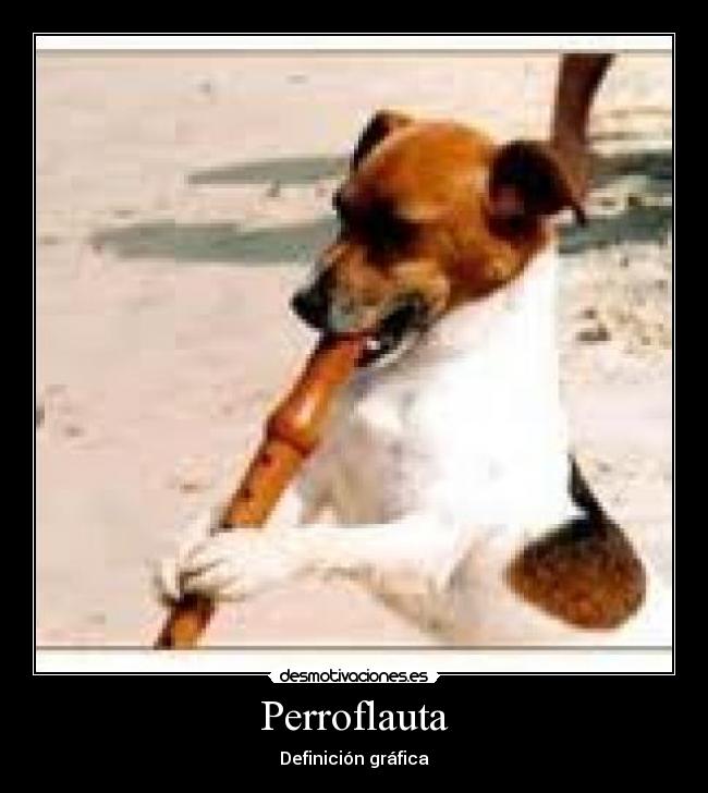 Perroflauta - Definición gráfica