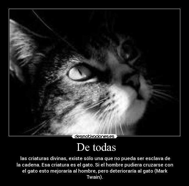 De todas - las criaturas divinas, existe sólo una que no pueda ser esclava de
la cadena. Esa criatura es el gato. Si el hombre pudiera cruzarse con
el gato esto mejoraría al hombre, pero deterioraría al gato (Mark
Twain).