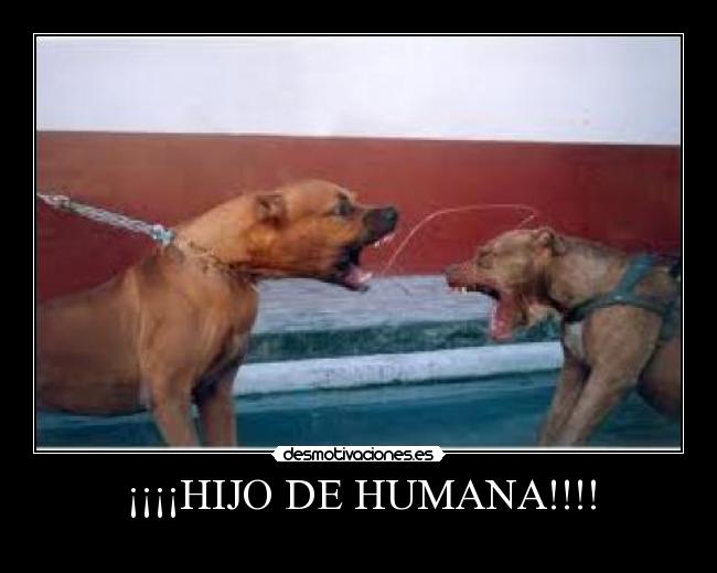 ¡¡¡¡HIJO DE HUMANA!!!! -