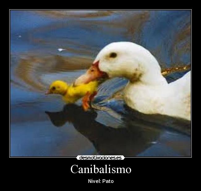 Canibalismo - 