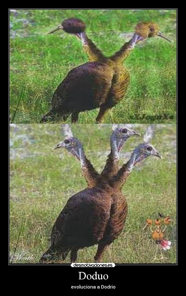 Doduo - evoluciona a Dodrio