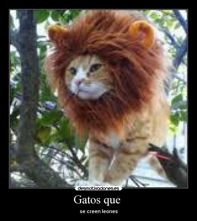 Gatos que -