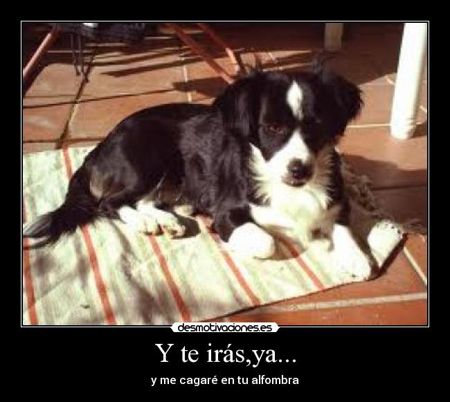 Y te irás,ya... -