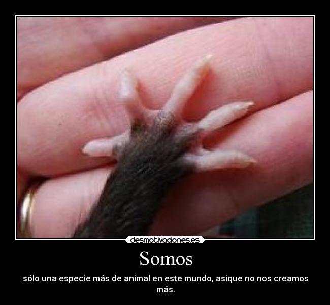 Somos - 