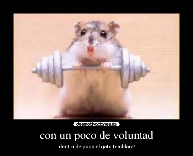 con un poco de voluntad - dentro de poco el gato temblara!