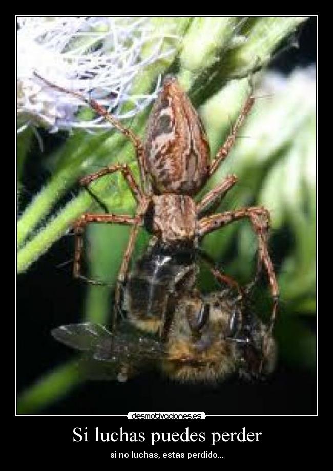 Si luchas puedes perder - si no luchas, estas perdido...