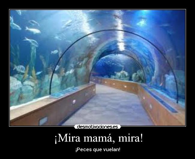 ¡Mira mamá, mira! - ¡Peces que vuelan!