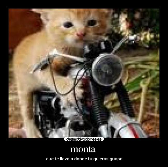 monta  - 