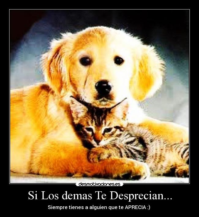 Si Los demas Te Desprecian... - Siempre tienes a alguien que te APRECIA :) 