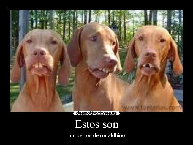 Estos son - los perros de ronaldhino